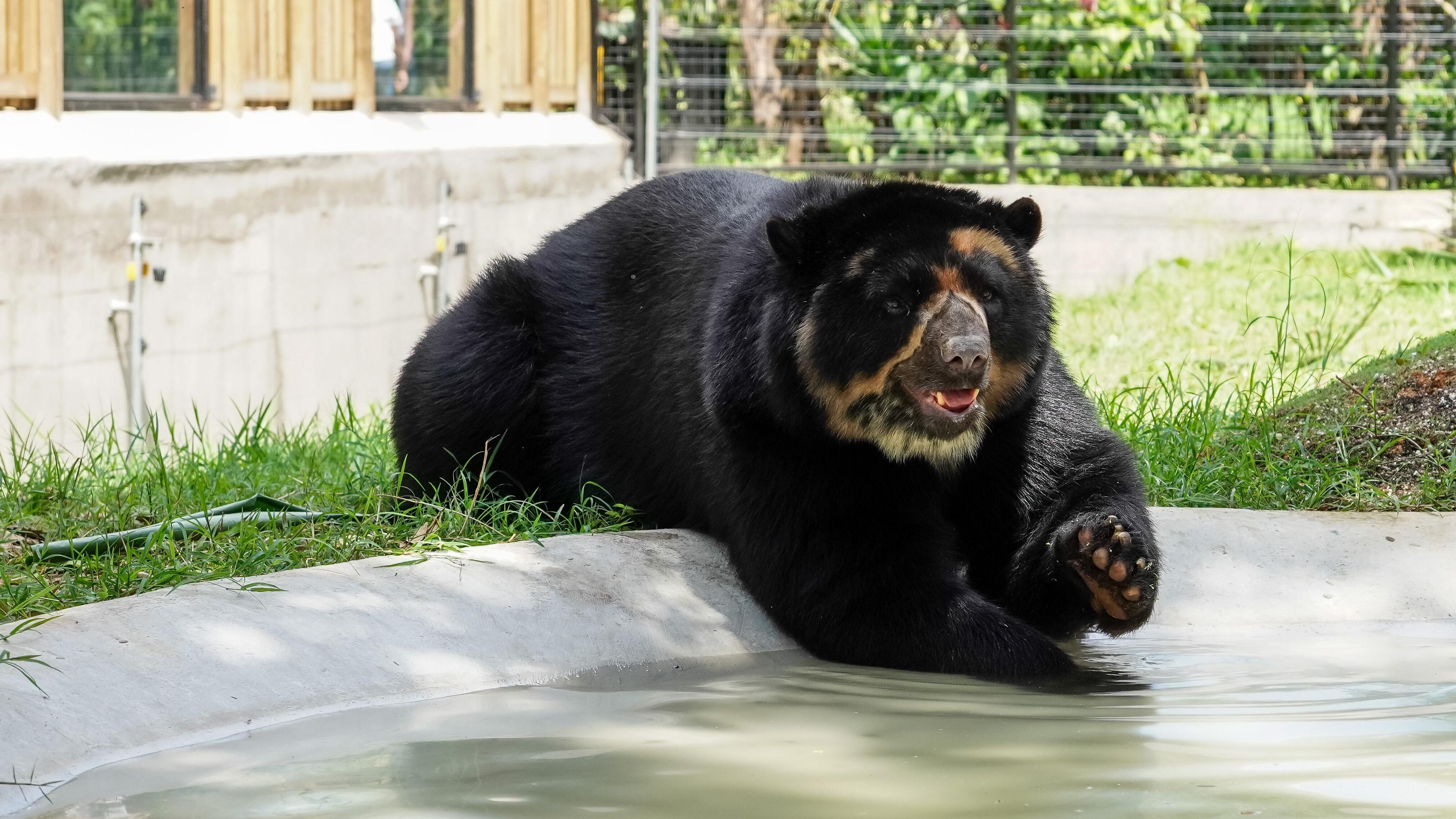 Oso andino en el Parque de la Conservación de Medellín