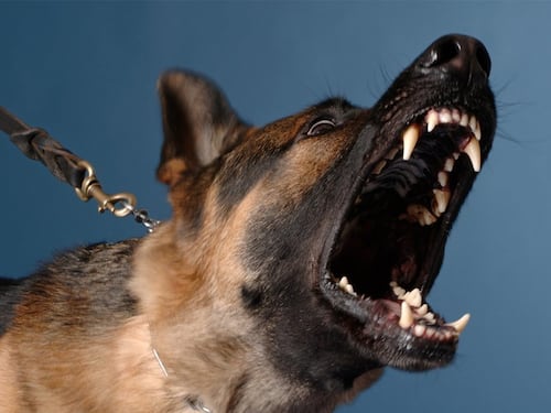 Reconocida presentadora fue mordida por un perro, lo grabó en video: ”Me destrozó la pantorrilla"