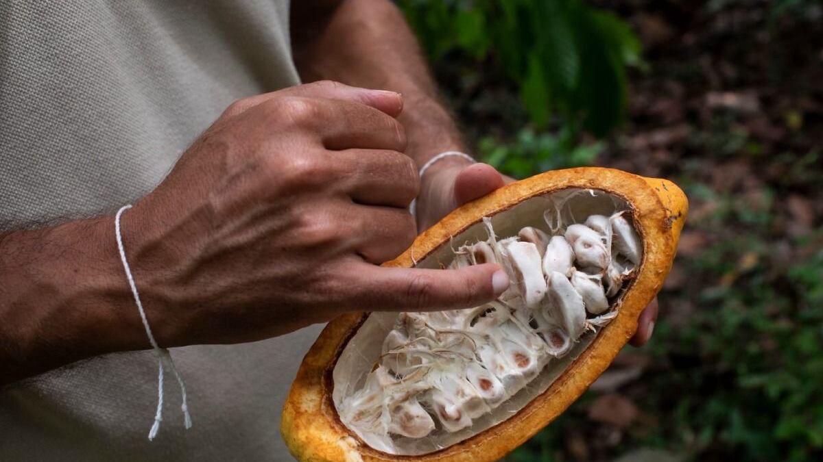 Foto Cacao colombiano rompe récords por tonelada: un nuevo rostro para la industria.