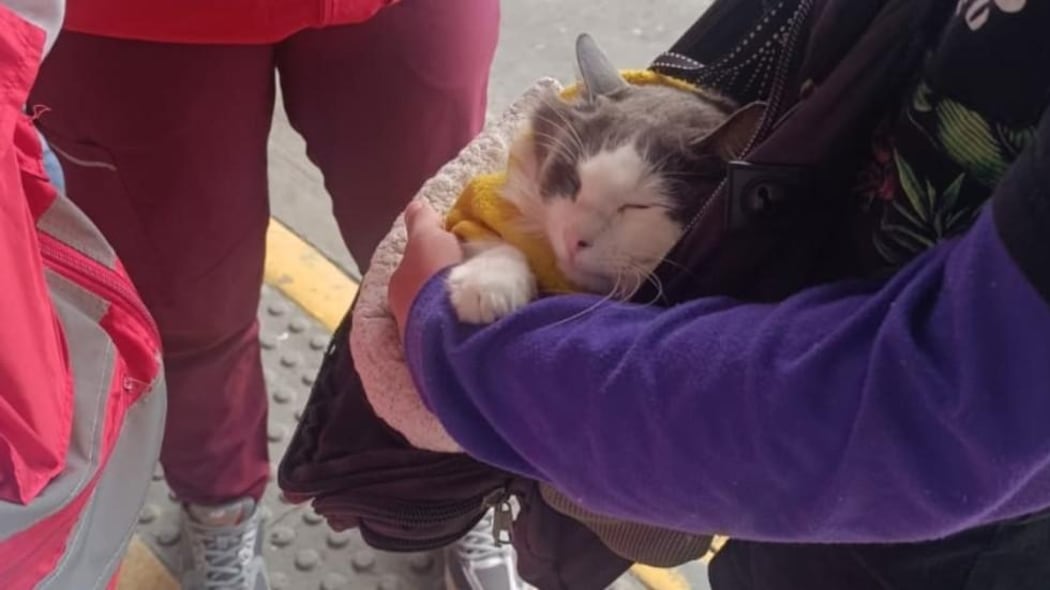 Autoridades rescataron un gato en TransMilenio que era utilizado con fines de mendicidad.