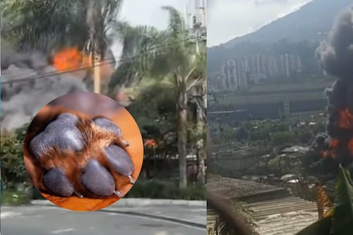 Qué dolor: En el incendio en La Estrella murieron 4 mascotas y quedaron destruidas 6 viviendas