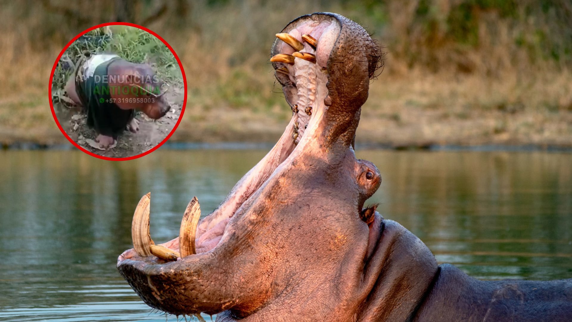 Hipopótamo - Fotos: Ministerio de ambiente y video de redes el 19 de abril del 2026