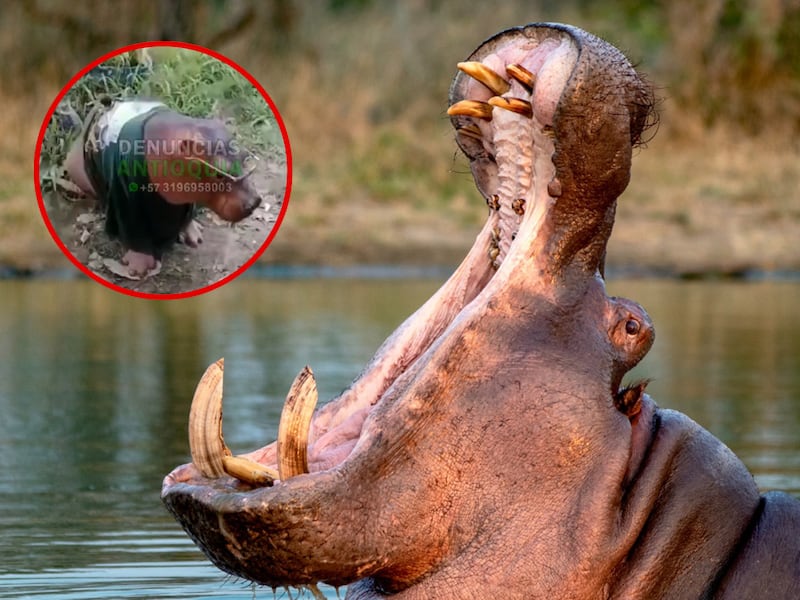 Difunden video de cría de hipopótamo con una presunta camiseta de Atlético Nacional y gafas de sol