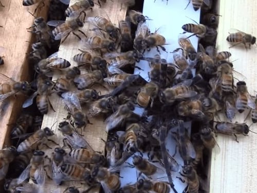 Escalofriante: Así mata un grupo de abejas a una araña gigante
