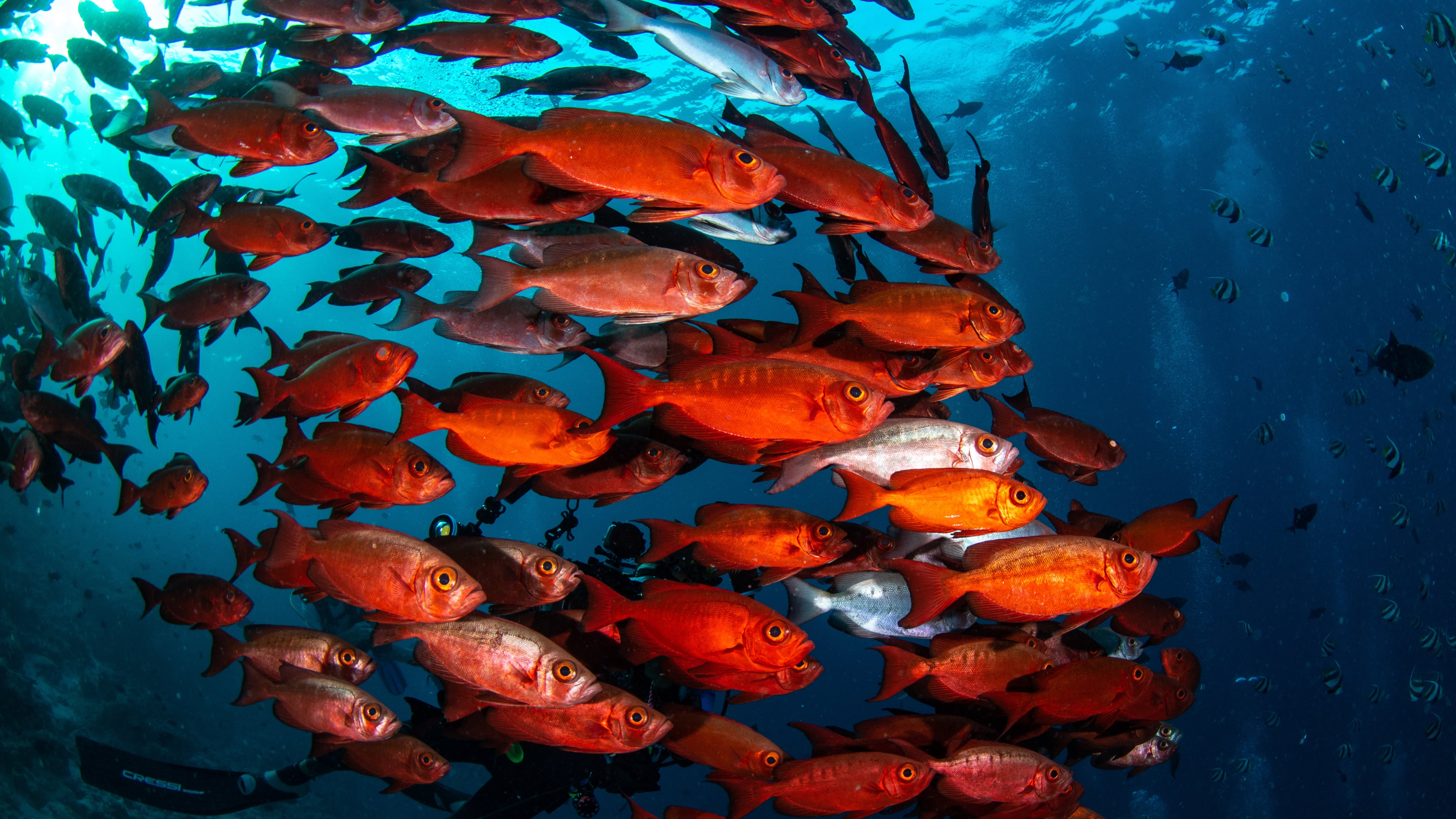Contaminación peces