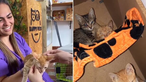 Llegan a Medellín los gaticos que sobrevivieron en Santa Marta