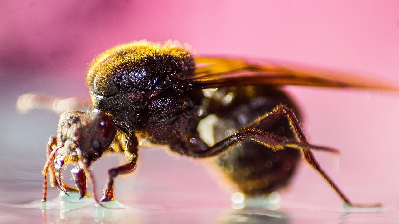 Hormiga culona/Pixabay