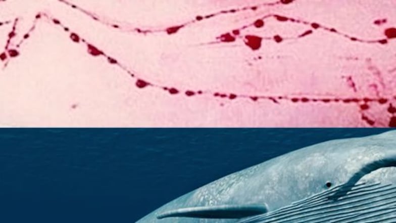 reto de la ballena azul