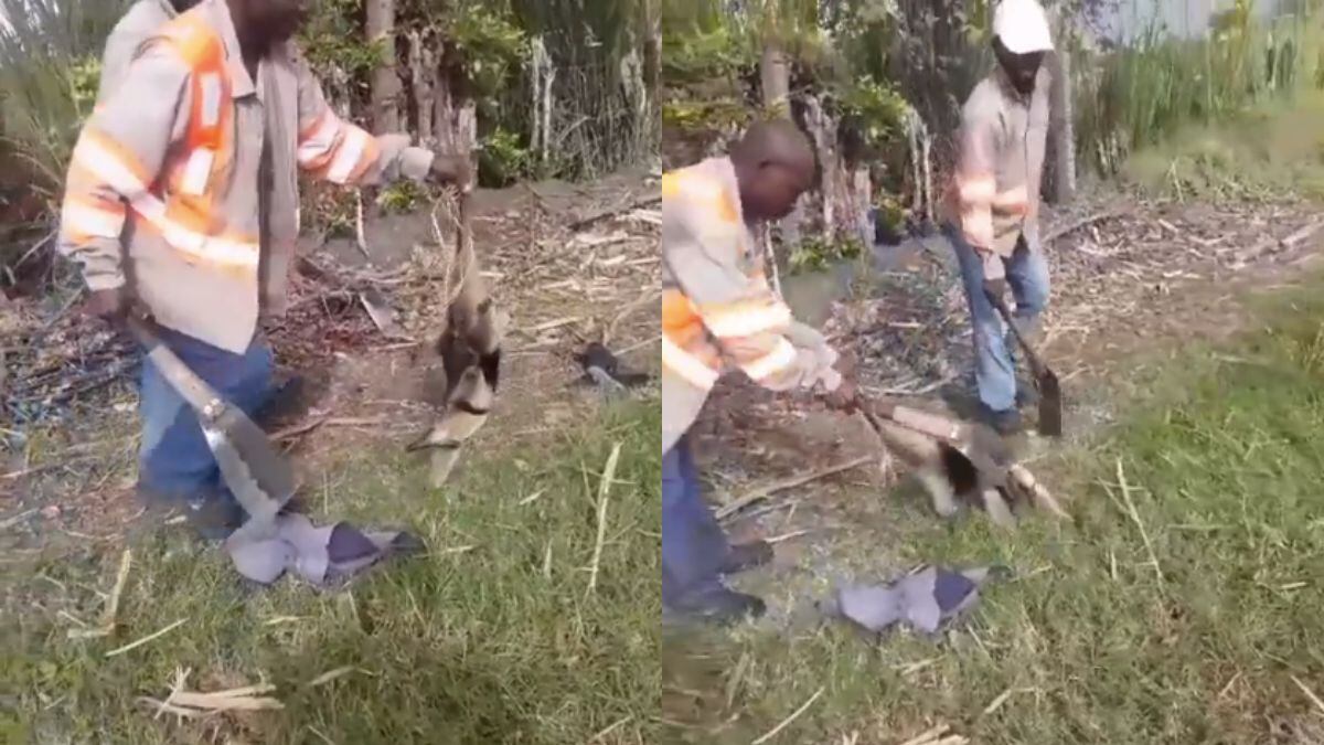Un trabajador de un ingenio azucarero mató a palazos a oso hormiguero en el Valle del Cauca.