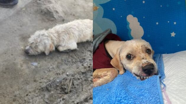 Perrito recuperado que fue atropellado en Barranquilla.