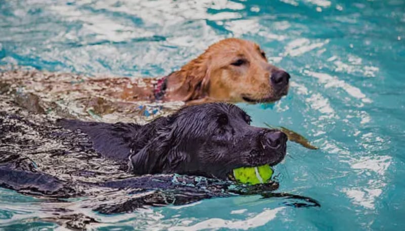 Perros en la piscina