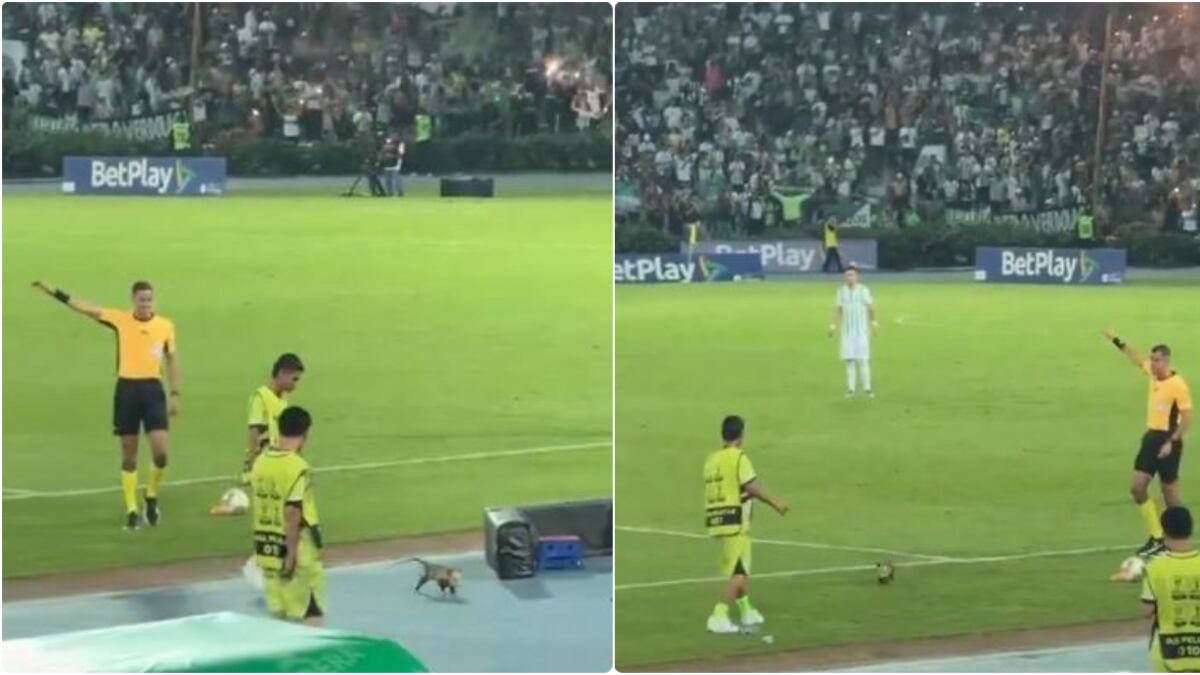Una zarigüeya se robó el show en pleno partido de Quindío y Atlético Nacional
