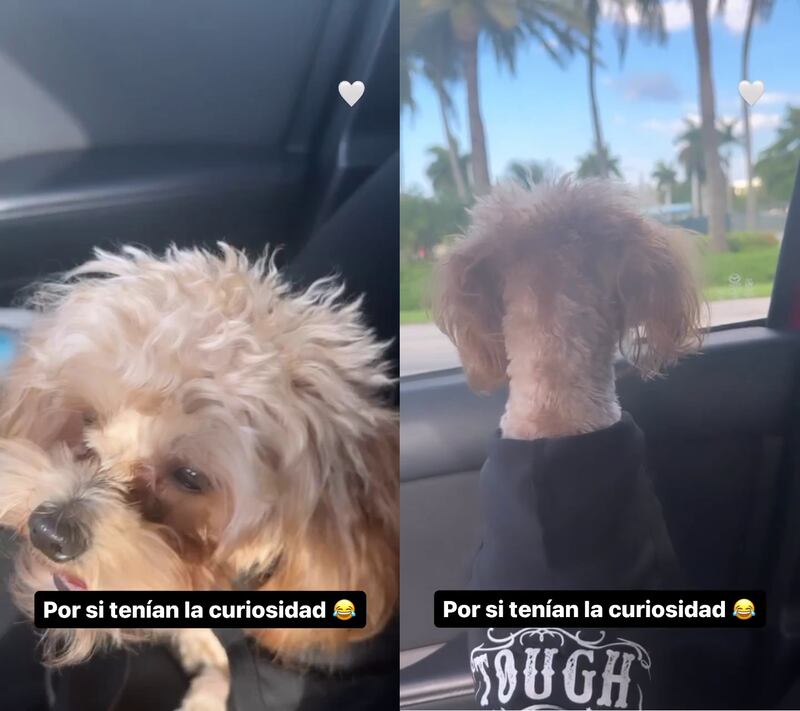 "Este perro sí me gusta": Jessica Cediel mostró quién es su nuevo novio