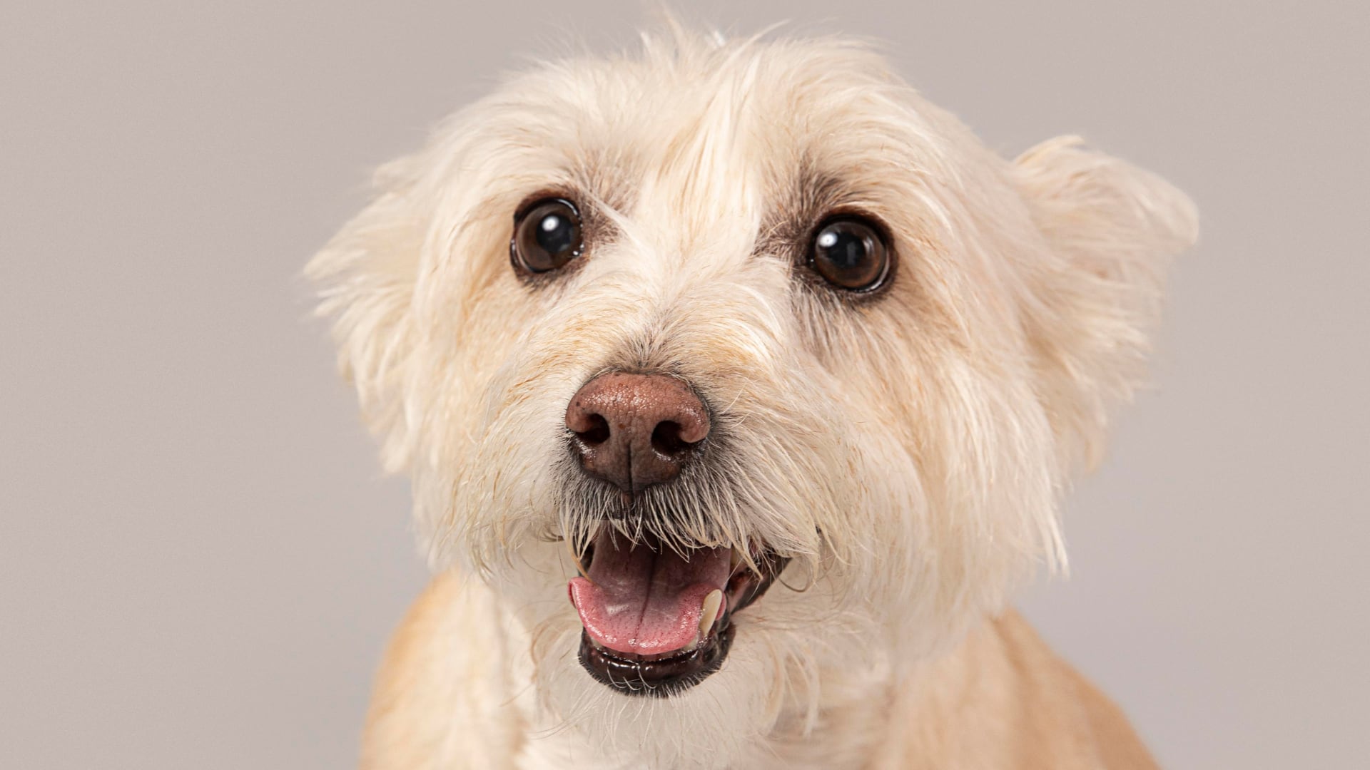 Alzhéimer en perros