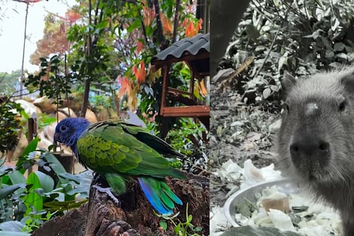 Tragedia por pólvora: tres animales murieron en el Parque de la Conservación de Medellín por el ruido de la alborada