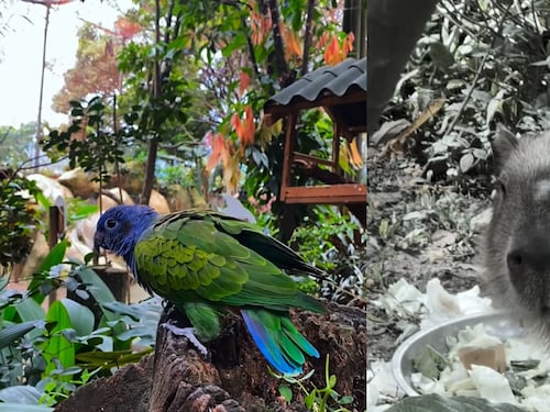 Tragedia por pólvora: tres animales murieron en el Parque de la Conservación de Medellín por el ruido de la alborada