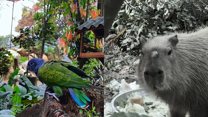 Tragedia por pólvora: tres animales murieron en el Parque de la Conservación de Medellín por el ruido de la alborada
