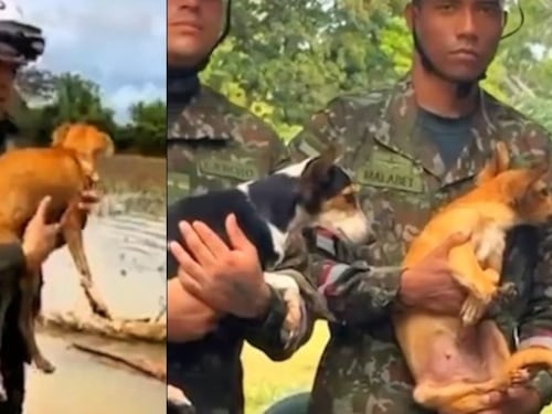 Salvan a varios perritos que quedaron atrapados en medio de las inundaciones en Córdoba