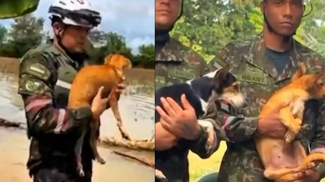 Foto Ejército Nacional rescata perritos atrapados por las inundaciones en Córdoba y Sucre.