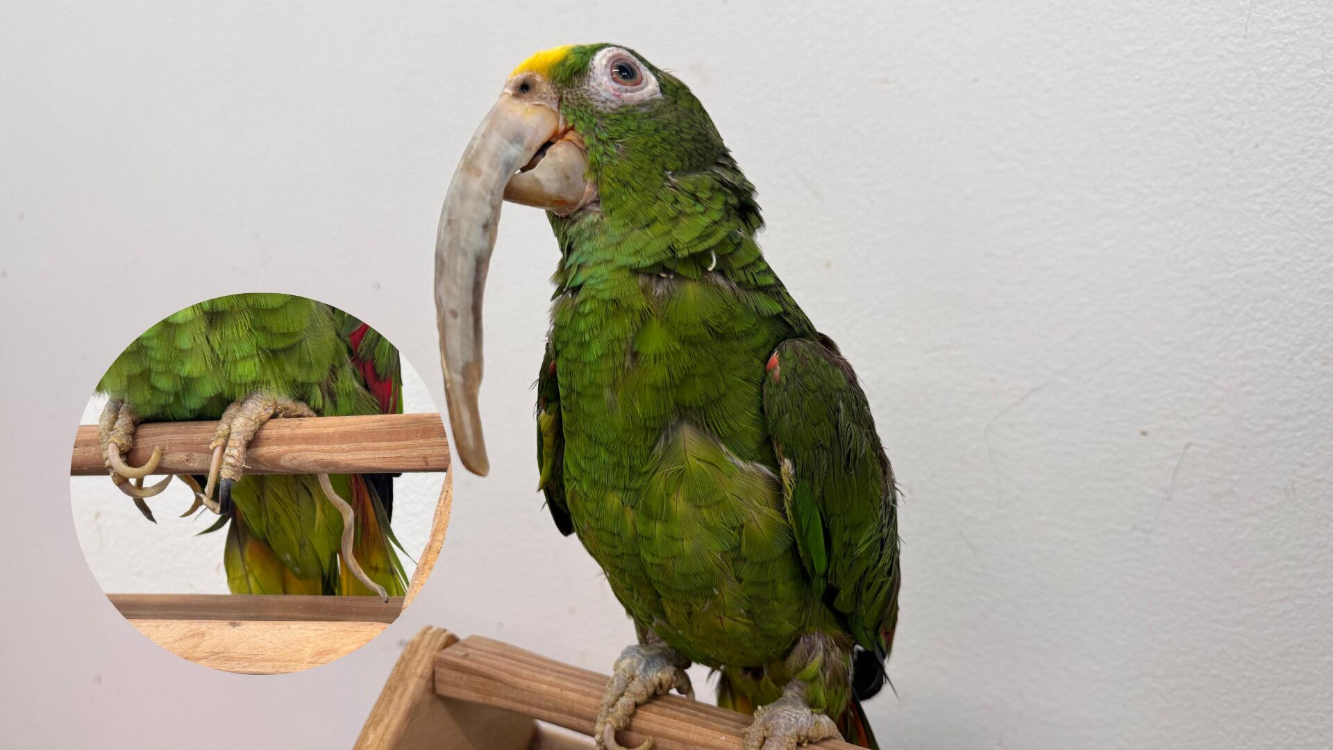 Los loros no son mascotas.