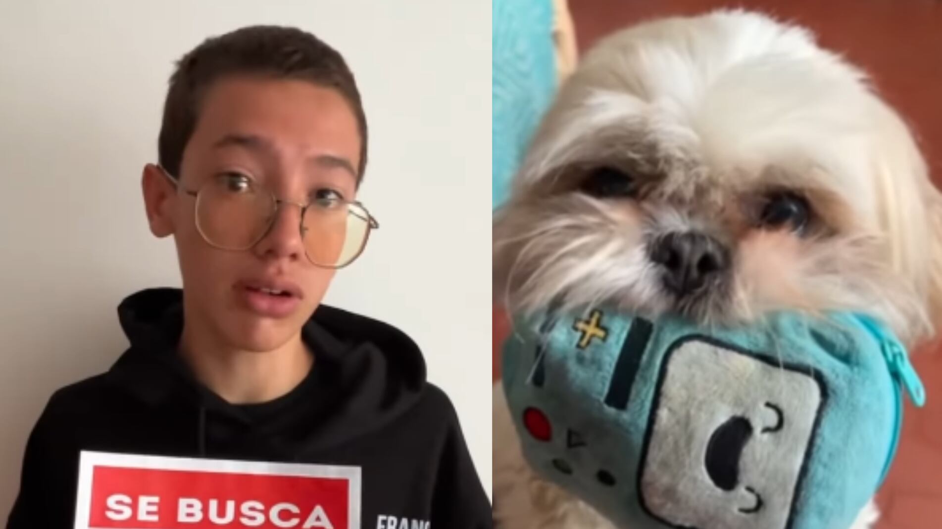 Oso, el shitzu perdido en Bogotá