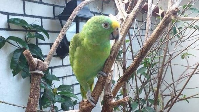 Loro 'Roque' robado en Santo Tomás, Atlántico.
