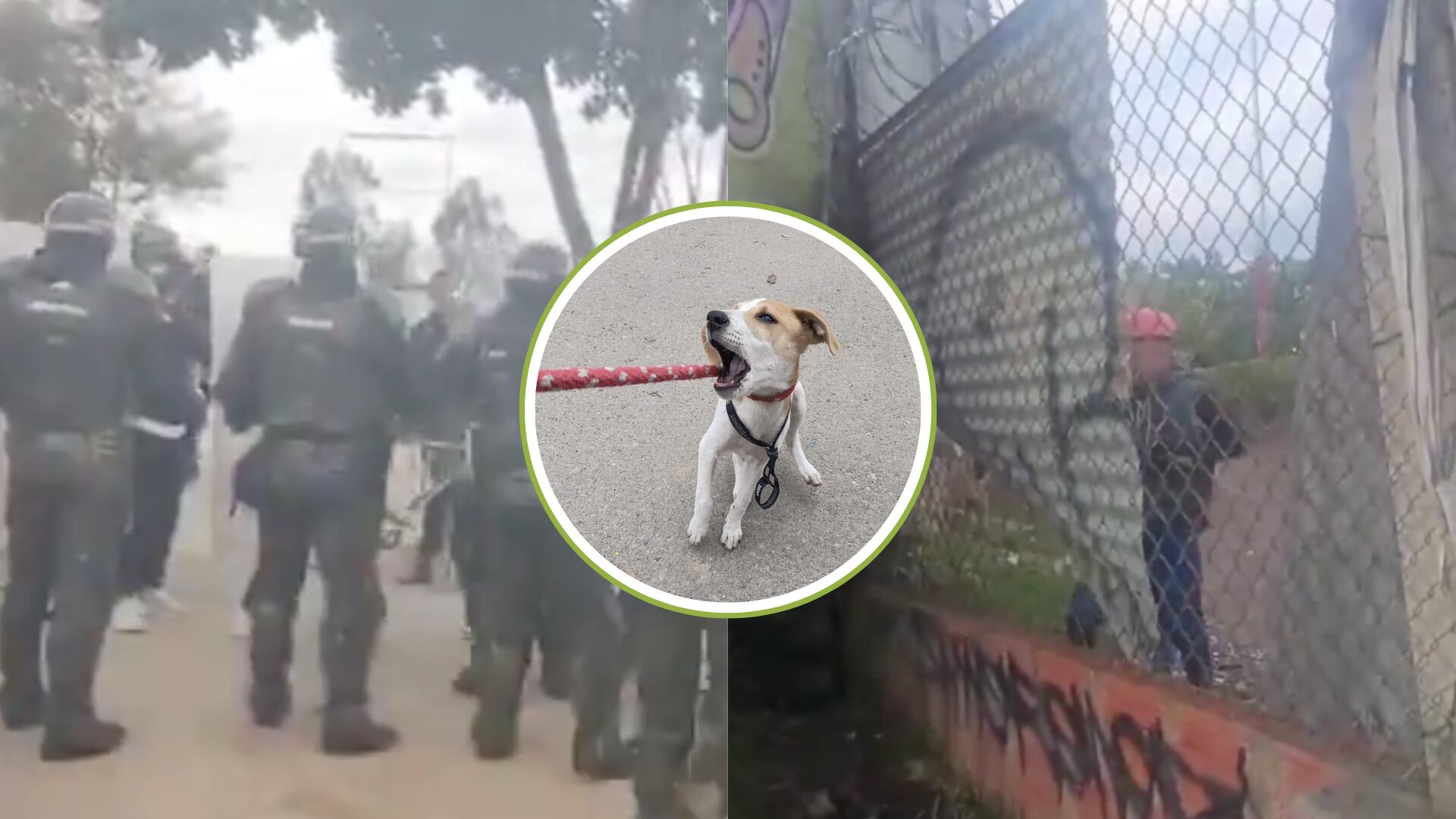 La Policía está desalojando un hogar de animales callejeros en Bogotá: 39 perros y 10 gatos buscan hogar