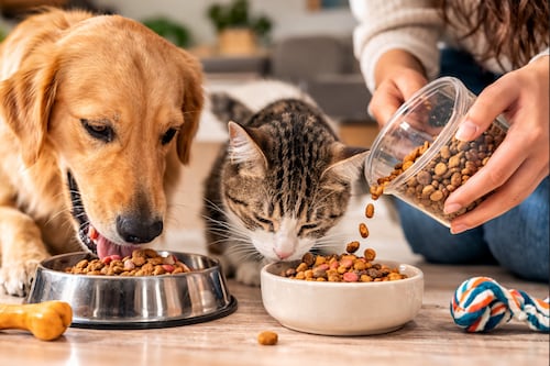 Inflación no detiene el gasto en mascotas: El colombiano pone la alimentación de su animal entre las prioridades del hogar