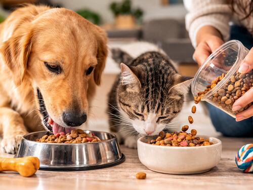 Inflación no detiene el gasto en mascotas: El colombiano pone la alimentación de su animal entre las prioridades del hogar