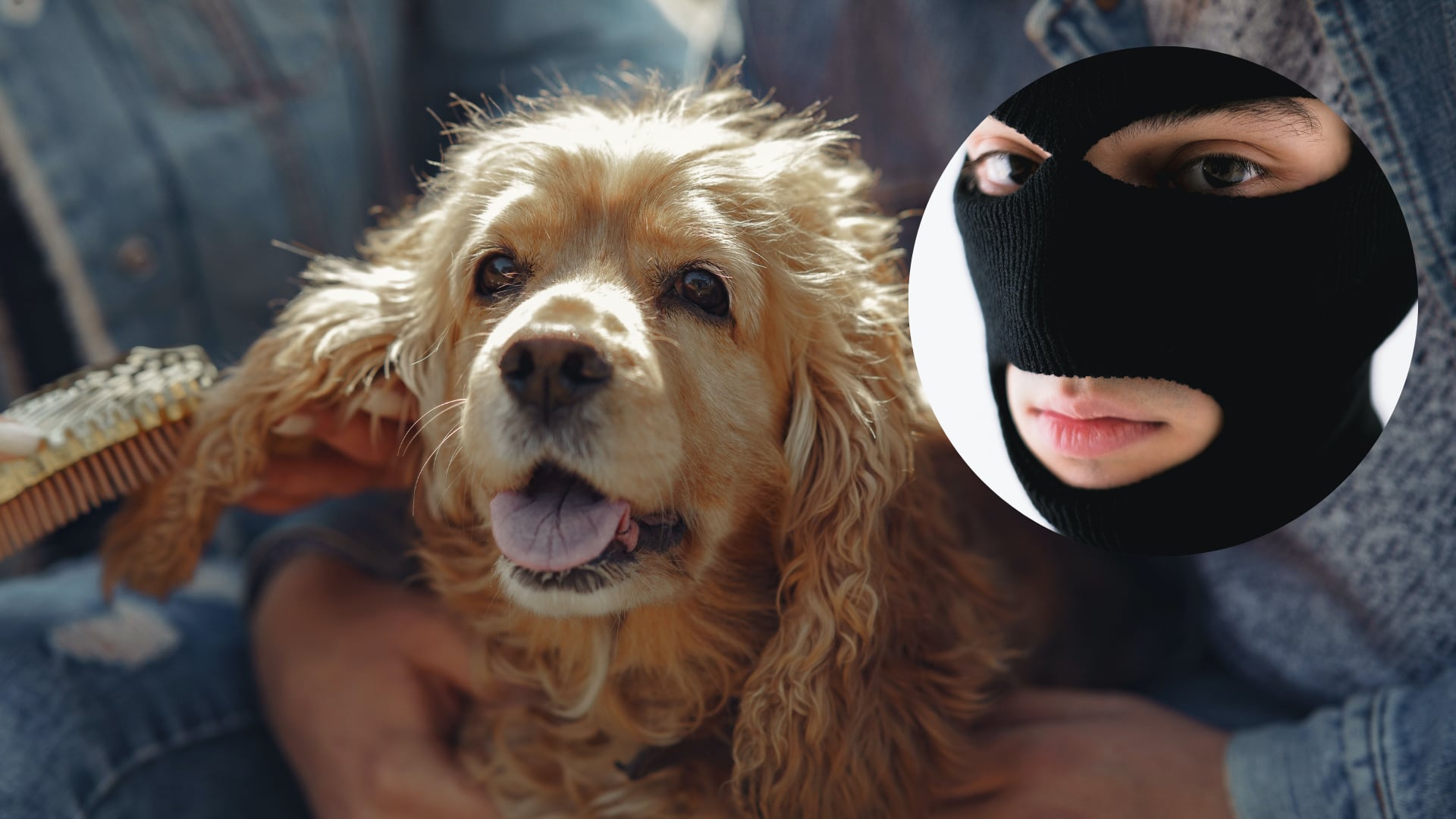 Robo de mascotas en Bogotá