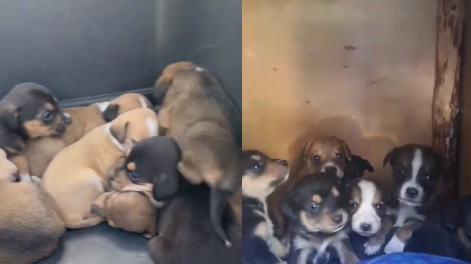 Rescatan a tiernos cachorros que se salvaron de incendio forestal en el cerro El Cable: la mamá está desaparecida