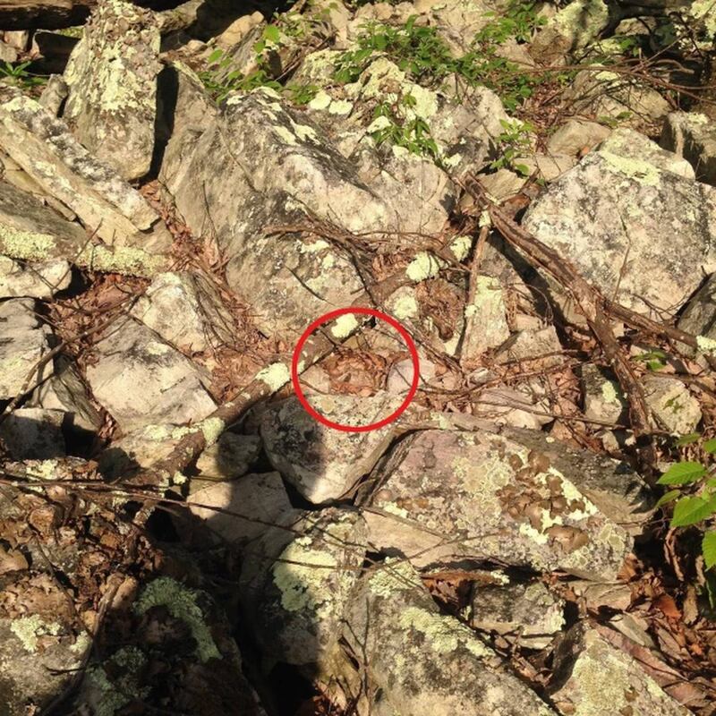 Hay una serpiente camuflada en esta foto