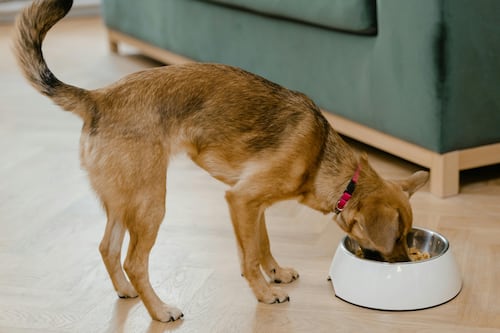 Lo que nadie le dice sobre la dieta ideal para un perro con enfermedad cardiaca