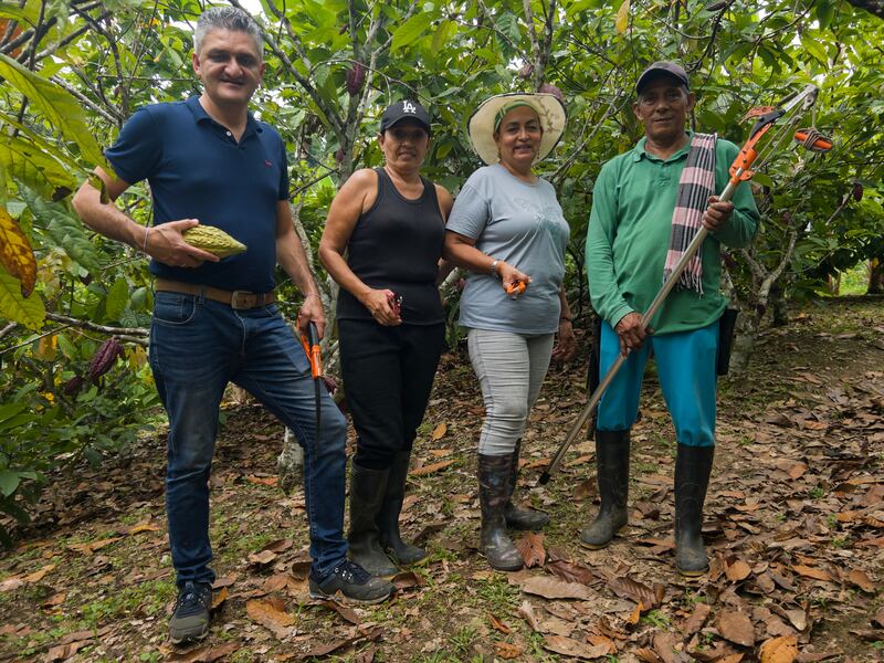 Proceso del cultivo orgánico de cacao.