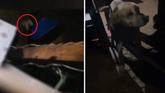 Denuncian abuso sexual de dos perras en Medellín