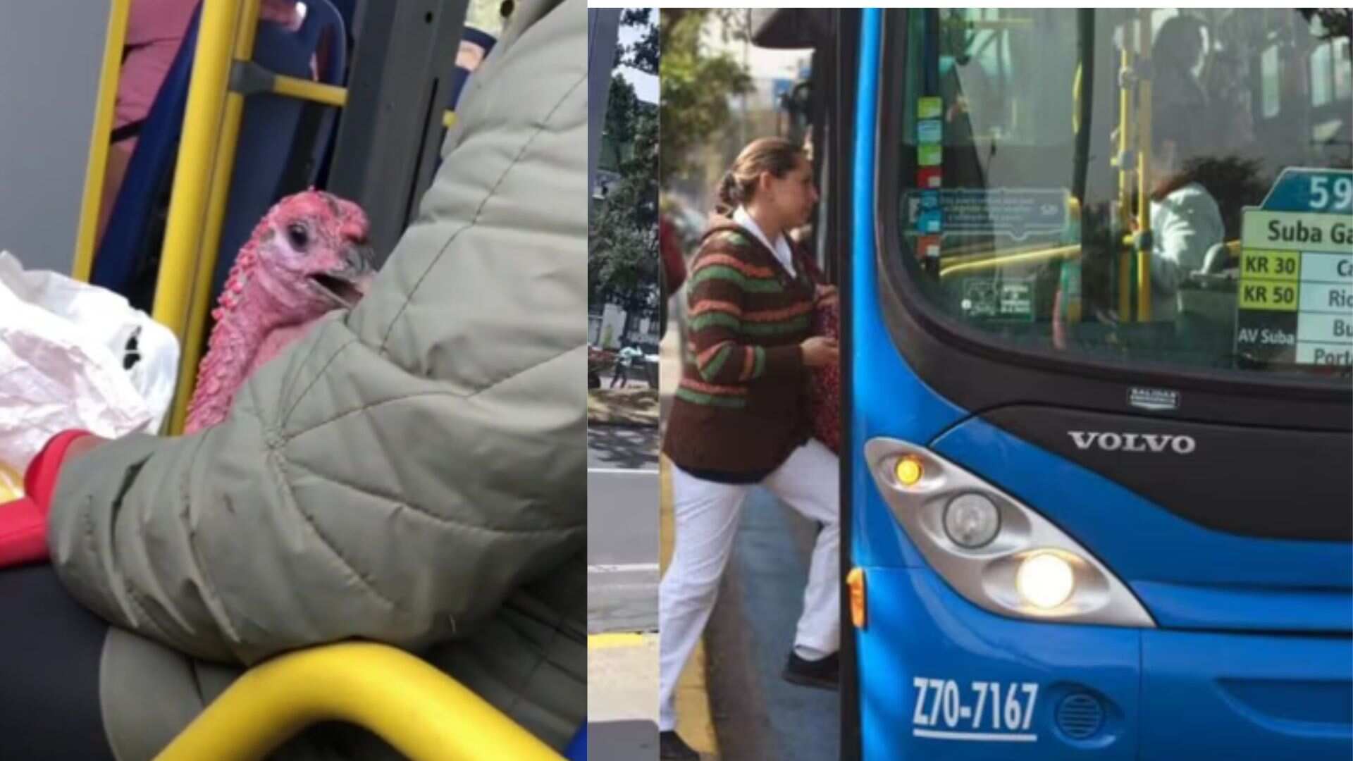 Mujer subió a un pavo en el SITP