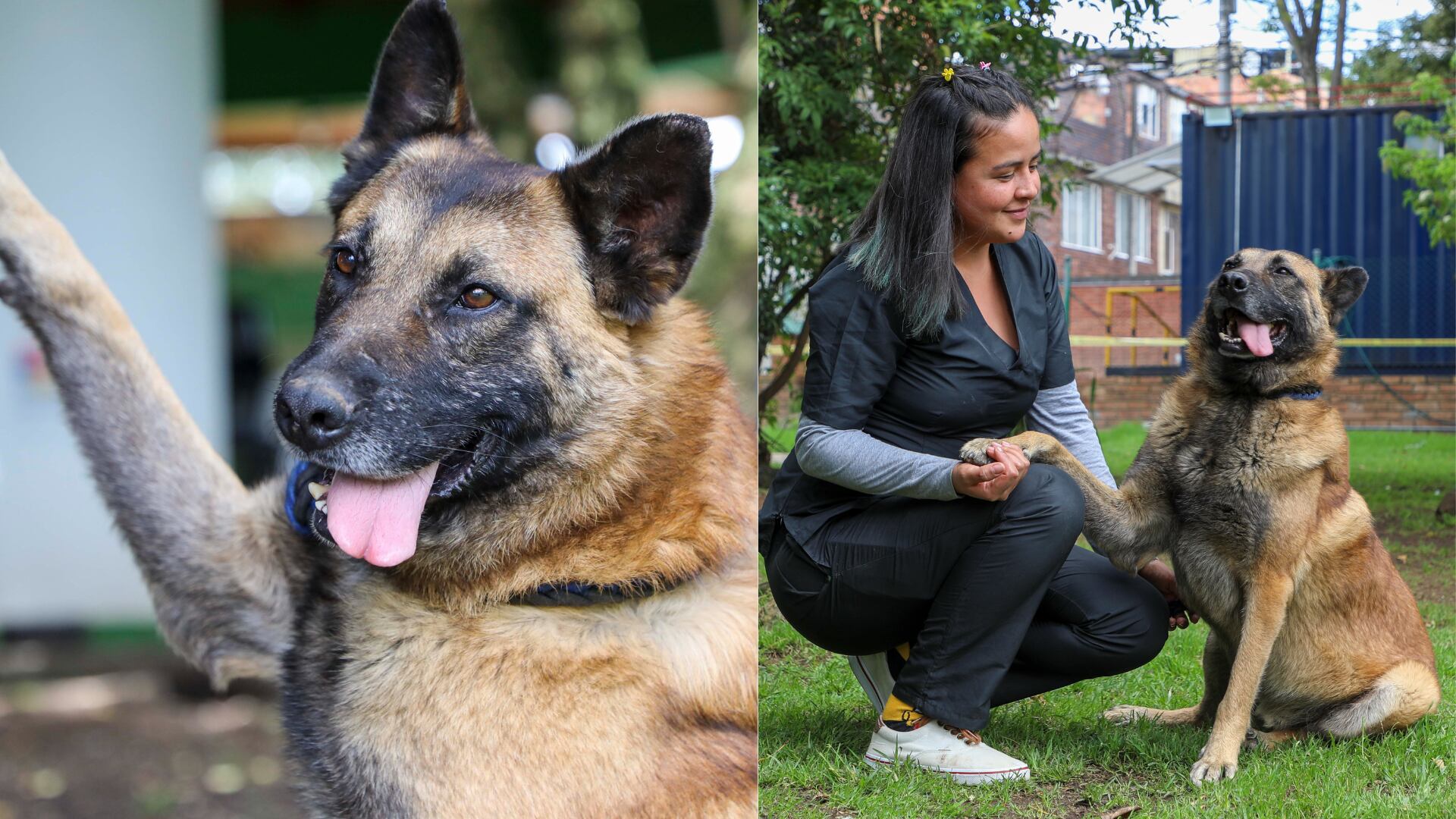 ¿Buscando perrito? Hio, el canino que se parece mucho a Wilson y espera un hogar amoroso