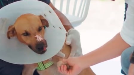 Scooby primer perro atendido en el Centro de Bienestar Familiar en Barranquilla.