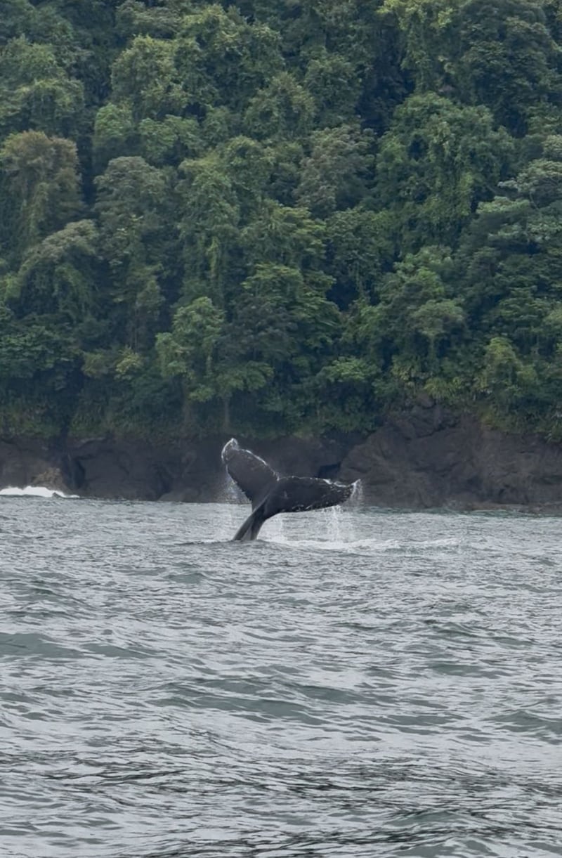 Avistamiento de Ballenas en Nuquí