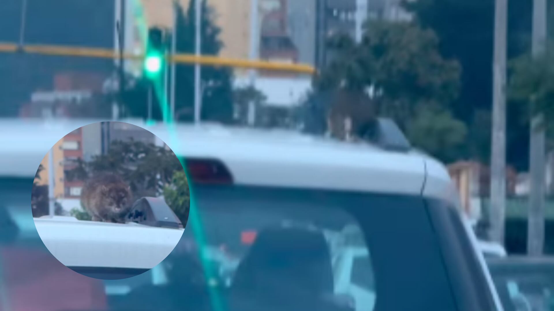 Problema de ratas en Bogotá.