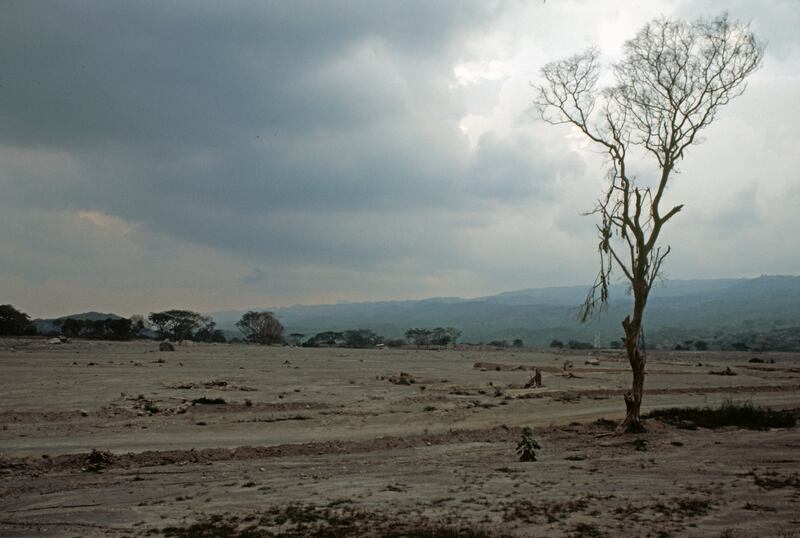 Árbol solitario. Betty Elder.