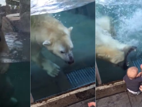 ¡Feroz! Graban a oso polar tratando de “comerse” a bebé en Missouri