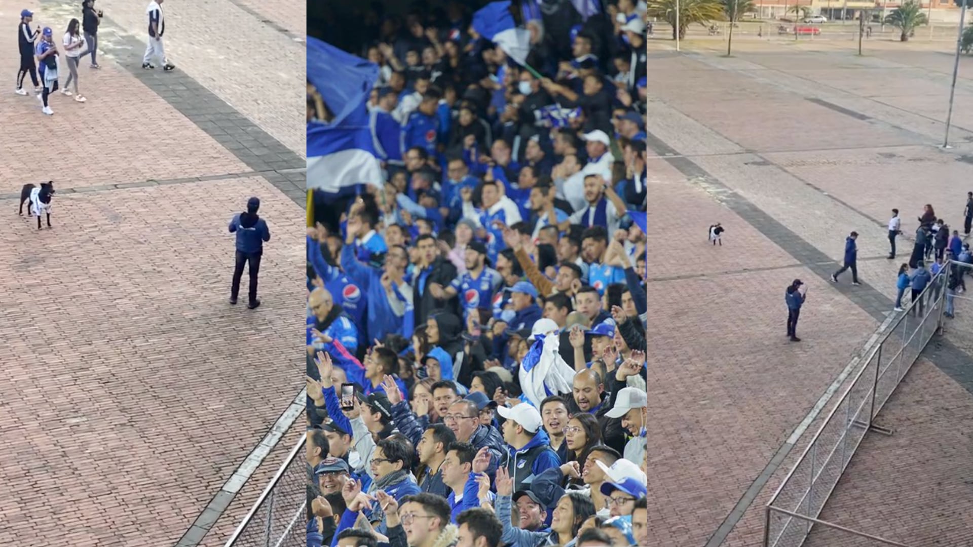 El perro que se ‘coló’ en el Estadio El Campín