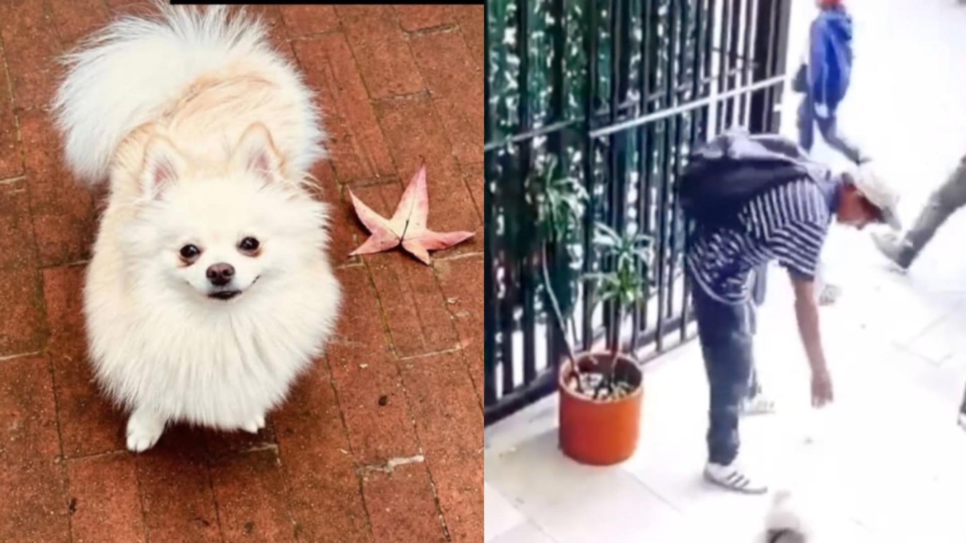 Duquesa, la perrita de raza Pumerania que fue robada y encontrada en una tienda de perros.