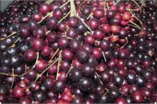Corozo, el oro rojo del Caribe