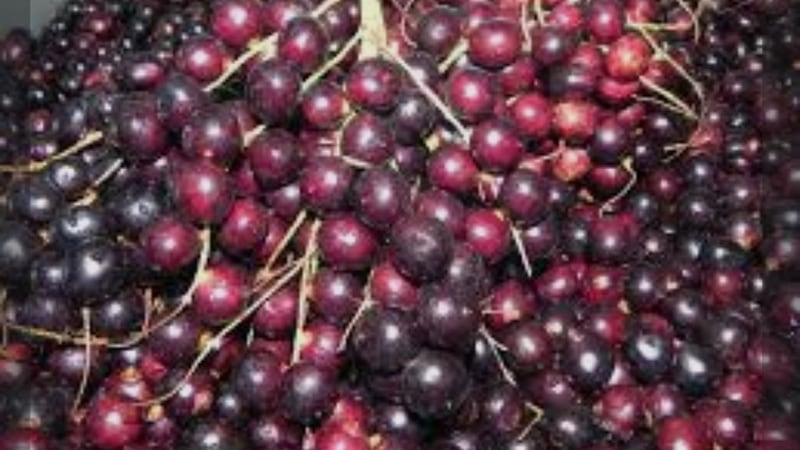 Corozo, el oro rojo del Caribe