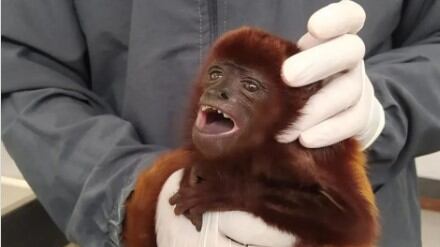 Mono aullador rescatado por autoridades tras estar en cautiverio.