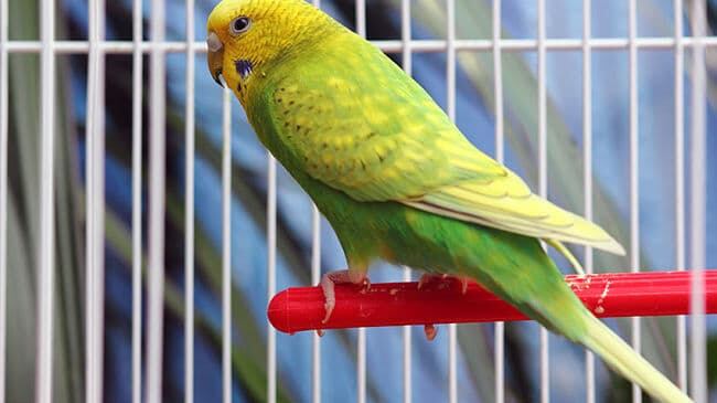 Cada año son capturados ilegalmente más de 78 mil pericos