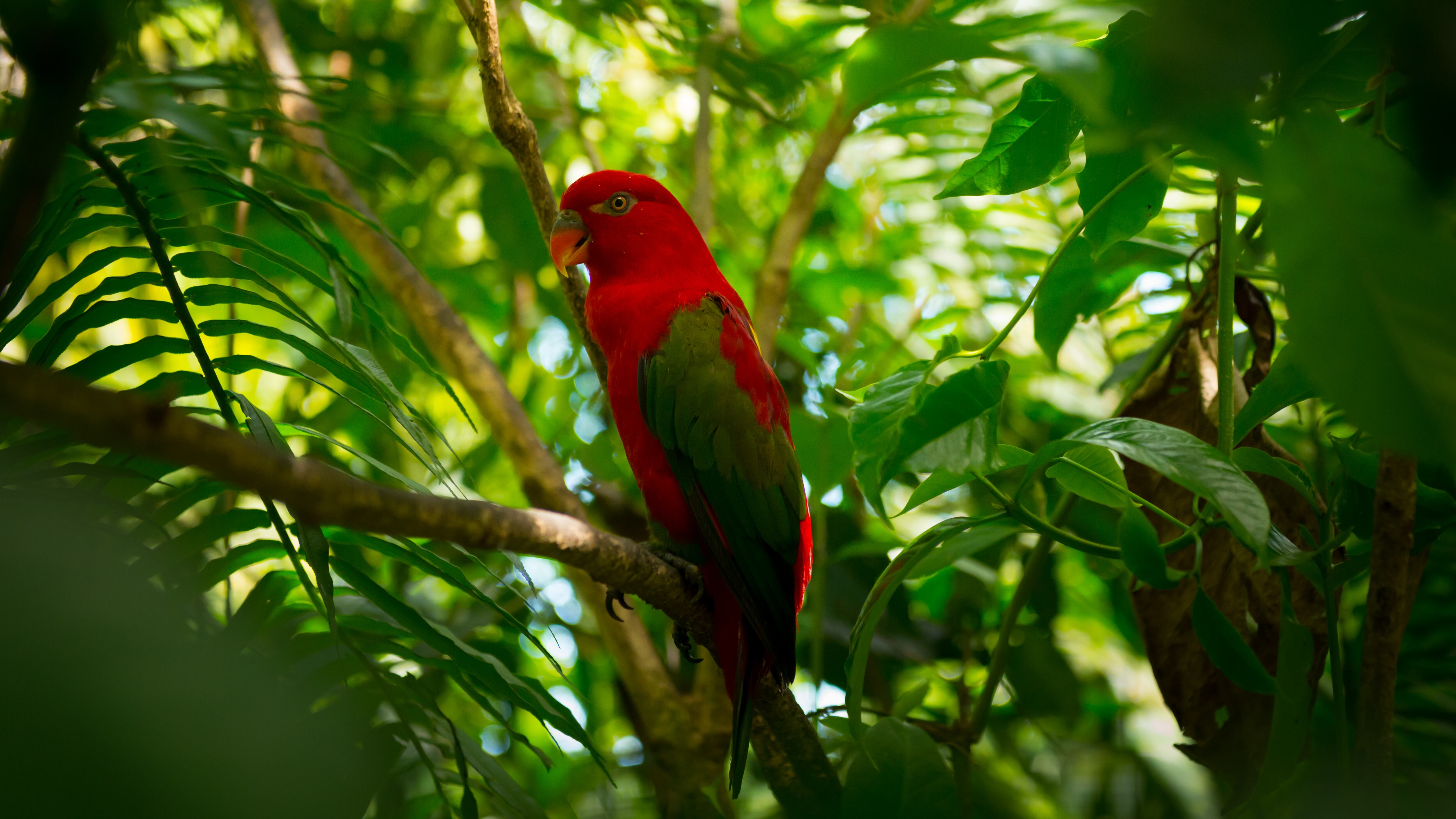 Los bosques tropicales son los ecosistemas con mayor diversidad cultural y de flora y fauna en el planeta