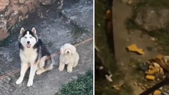 Denuncian dos perritos abandonados en Medellín